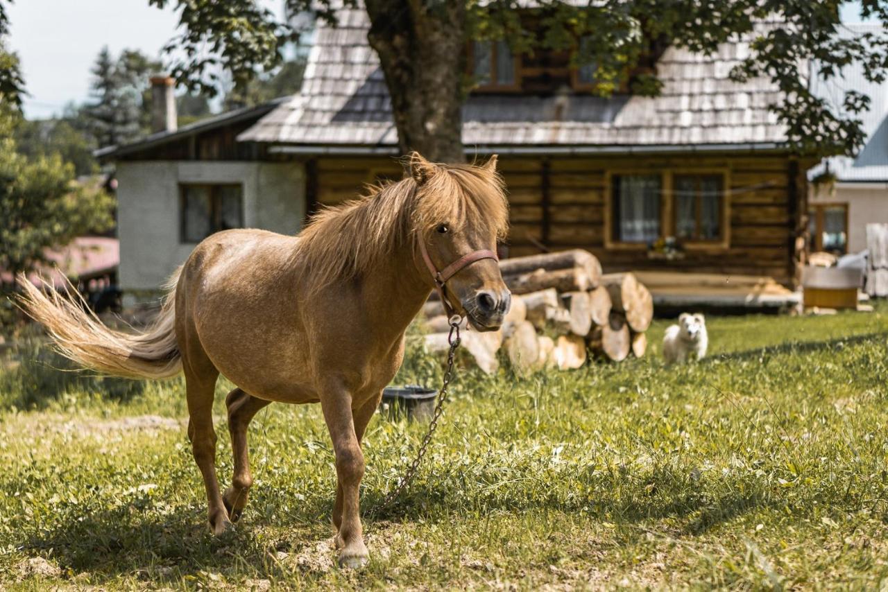 Dw Maria 2 Panzió Zakopane Kültér fotó